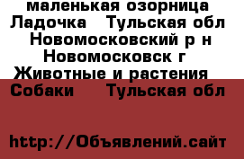 маленькая озорница Ладочка - Тульская обл., Новомосковский р-н, Новомосковск г. Животные и растения » Собаки   . Тульская обл.